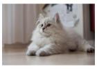 White Siberian Cat For Sale In Washington