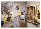 Professional Mold Removal in New Jersey Homes