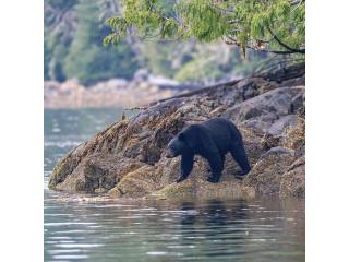 Bear Watching Tours Tofino | Whale Safaris - Explore Today