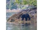 Bear Watching Tours Tofino | Whale Safaris - Explore Today