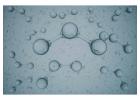 Water Purification System New Zealand – OzoneNZ Limited