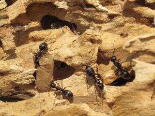 Carpenter Ant Wood Damage Consultant for Property Concerns