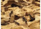 Carpenter Ant Wood Damage Consultant for Property Concerns