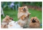 Pomeranian Puppies for Sale in Kolkata