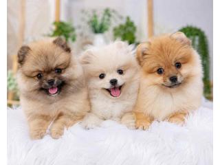 Pomeranian Puppies for Sale in Kolkata