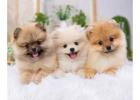 Pomeranian Puppies for Sale in Kolkata