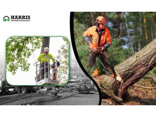 Dependable Tree Cutting Service Hammonton – Harris Brothers