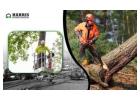 Dependable Tree Cutting Service Hammonton – Harris Brothers