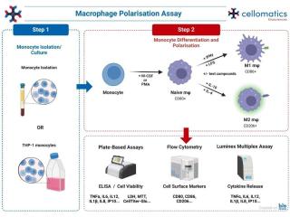Macrophage Polarisation Assay for Immunology Research