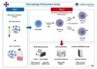 Macrophage Polarisation Assay for Immunology Research 