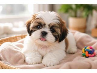 Shih Tzu Puppies for Sale in Ahmedabad