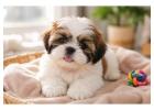 Shih Tzu Puppies for Sale in Ahmedabad