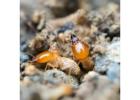 Treatment for Formosan Termites and Wood Damage Concerns