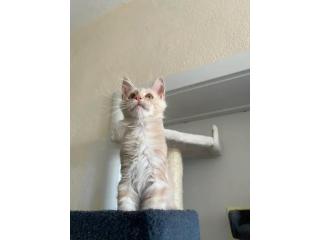 Maine Coon Cats For Sale: Find Your New Furry Friend