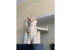 Maine Coon Cats For Sale: Find Your New Furry Friend