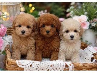 Poodle Puppies for Sale in Jaipur