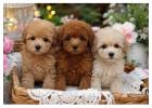 Poodle Puppies for Sale in Jaipur