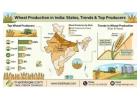 Wheat Production in India: States, Trends & Top Producers