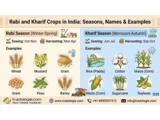 Rabi and Kharif Crops in India: Seasons, Names & Examples