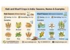 Rabi and Kharif Crops in India: Seasons, Names & Examples