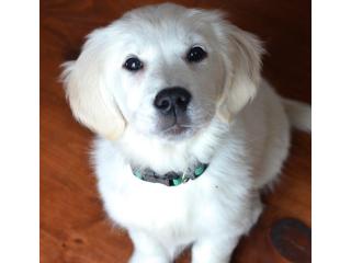 English Cream Golden Retriever Puppies - Healthy Family-Raised Companions