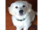 English Cream Golden Retriever Puppies - Healthy Family-Raised Companions