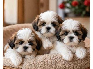 Shih Tzu Puppies for Sale in Kolkata