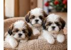 Shih Tzu Puppies for Sale in Kolkata