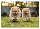 Pomeranian Puppies for Sale in Ahmedabad