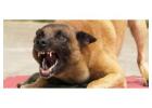 Get Support with Dog Aggression Behaviour Today