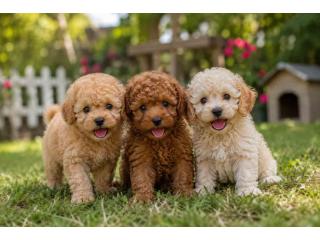 Poodle Puppies for Sale in Noida