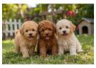 Poodle Puppies for Sale in Noida