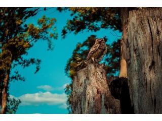Amazon Rainforest & Tambopata Wildlife Tours