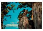 Amazon Rainforest & Tambopata Wildlife Tours