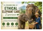 Chiang Mai Ethical Elephant Care Experience