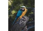 Explore the Amazon with a Chuncho Macaw Clay Lick Tour