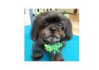 How To Find The Best Dog Groomer For Shih Tzu Care