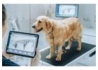 Reliable Veterinary Diagnostics in Richmond for Your Pet