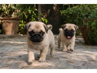 Pug Puppies for Sale in Hyderabad