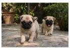 Pug Puppies for Sale in Hyderabad