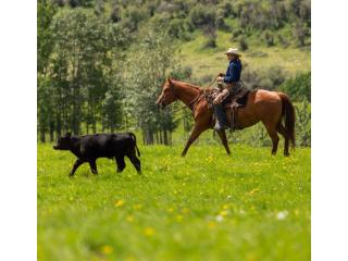 Livestock Co-op Alberta Trusted Support for Livestock Producers
