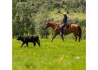 Livestock Co-op Alberta Trusted Support for Livestock Producers