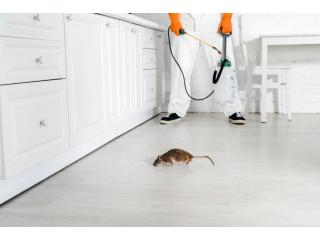 Expert Pest Control Services in Jaipur for Complete Pest Protection