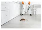 Expert Pest Control Services in Jaipur for Complete Pest Protection