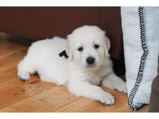 Golden Retriever Puppies for Sale: Meet Tristar Goldens