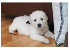 Golden Retriever Puppies for Sale: Meet Tristar Goldens