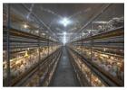 Broiler Cage Manufacturers in India | Advanced Poultry Systems – Gartech
