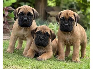 Bullmastiff Puppies for Sale in Delhi