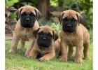 Bullmastiff Puppies for Sale in Delhi
