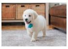 English Cream Golden Retriever Puppies for Sale - Gentle & Loyal Family Dogs